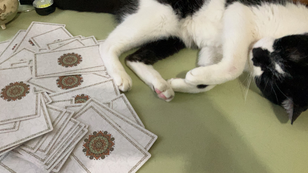 おじゃまねこ