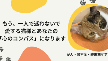 🐾猫が安心してごはんを口にできる時間のつくり方～食べる空気を整える