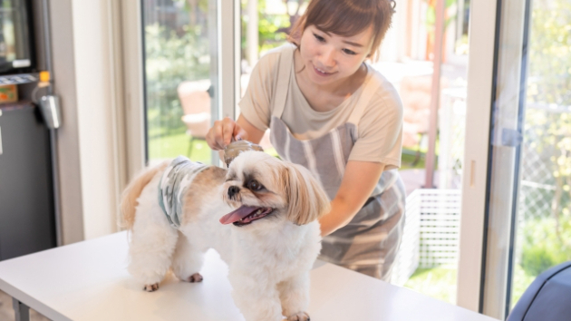 「レオ（シーズーオス１５才？）をヘアカット！」