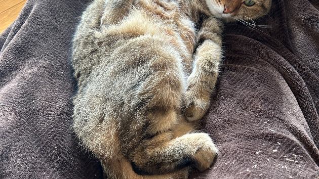 カバー画像