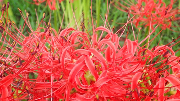 彼岸花／曼殊沙華