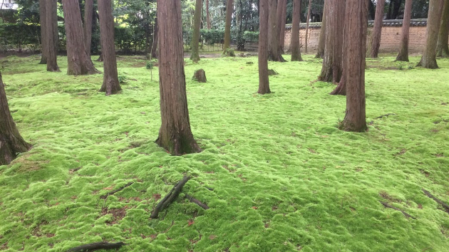 先天的特徴とは何か