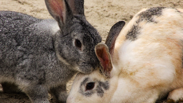 動物と暮らす