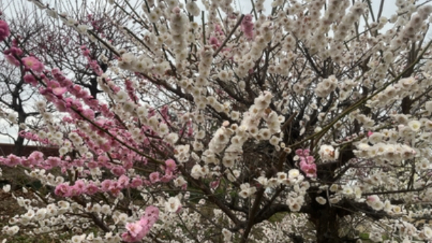 造花の花３〜手品の始まり
