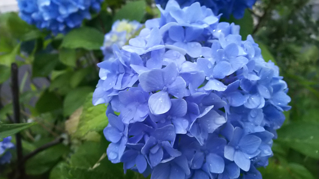梅雨の始まり