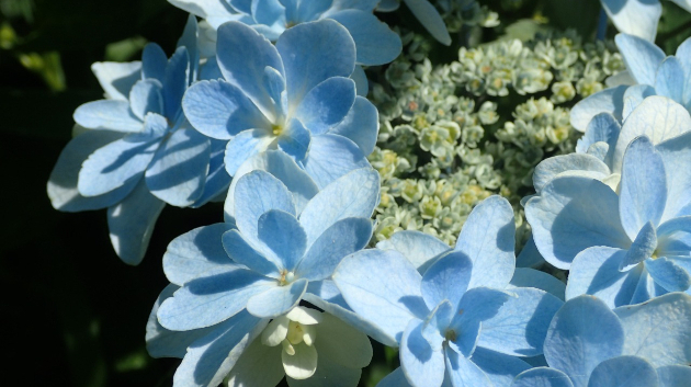 紫陽花（水色）