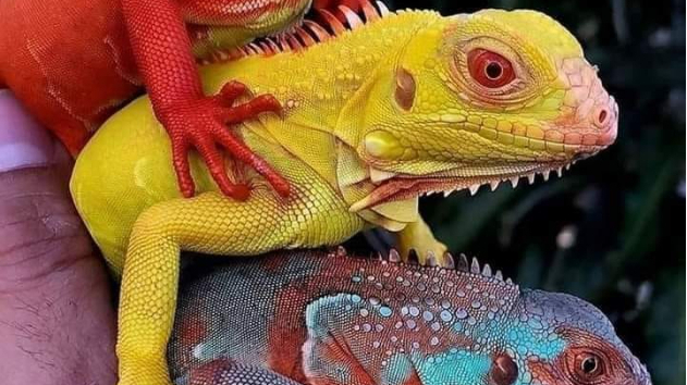 カバー画像