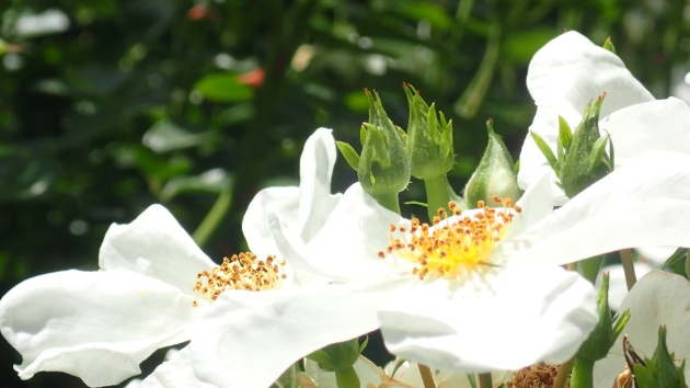 薔薇（白）