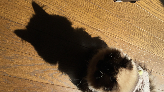 愛さなかったから
