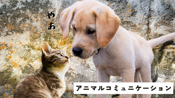 アニマルコミュニケーターを始めたきっかけ　
