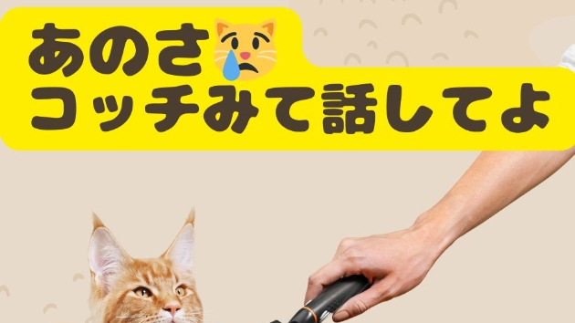 こっちみて欲しい😿