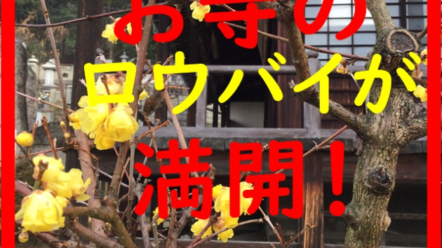 お寺のロウバイが満開♡