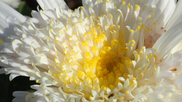 菊(３)