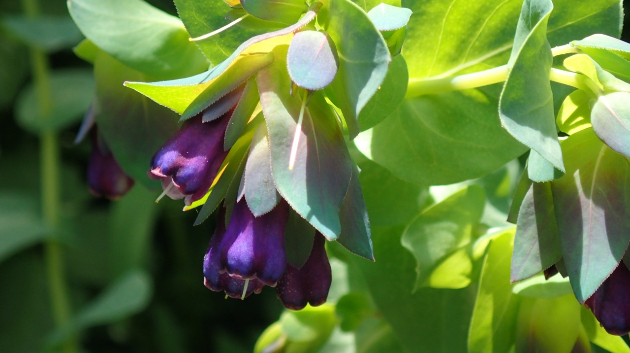 セリンセ 1/2