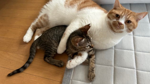 カバー画像