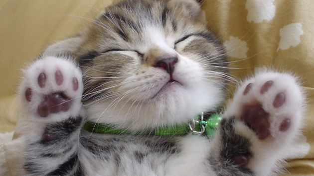 ネコはずっと寝てるzzz