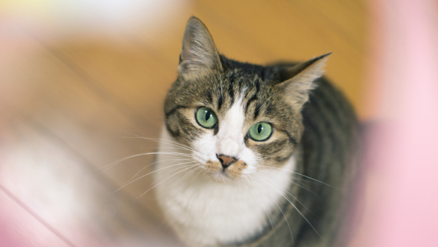 スーパー猫の日2022