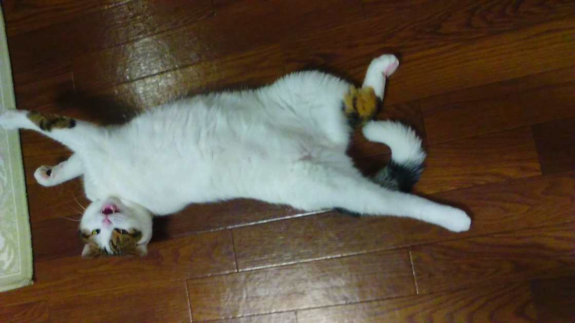 猫にも癒しを遊びをダイエットを