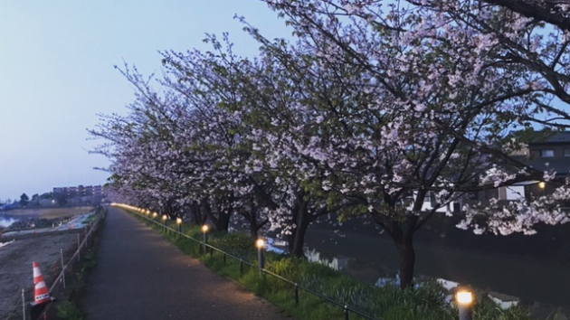 この桜は今の私、満開まではもうちょっと。