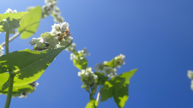 蕎麦の花