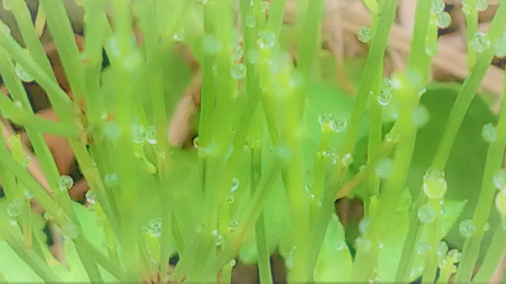 ハーブ植物の中にはあまり美味しくはないが・・体調を改善してくれるものがある・・人間にもそんな関係はあるのだろう・・