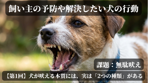 【第1回】犬の無駄吠えについて