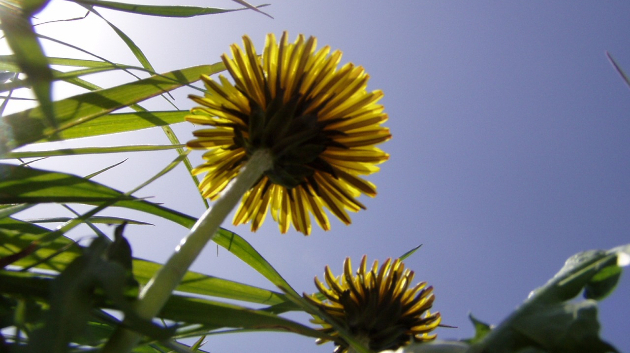 「たんぽぽ」...2010年の春に撮っていた写真です。今と違うカメラです。