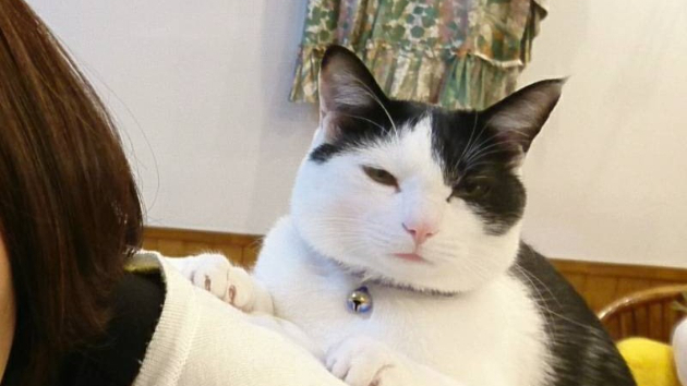 黒電話の翌朝、猫が日本語で起こしにきました！ 一斉遠隔ヒーリングのお知らせ☆ ０４/２８