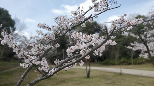 三度目の春