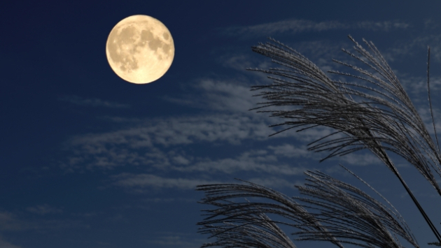 夜空の月が照らすそこに“あなたが何を”思うのか。それを指定することはありません。