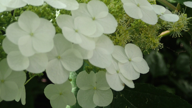 カシワバアジサイ（柏葉紫陽花）...Googleの画像検索候補より。