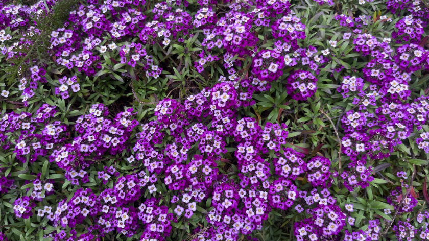 造花の花１〜鏡の前の男