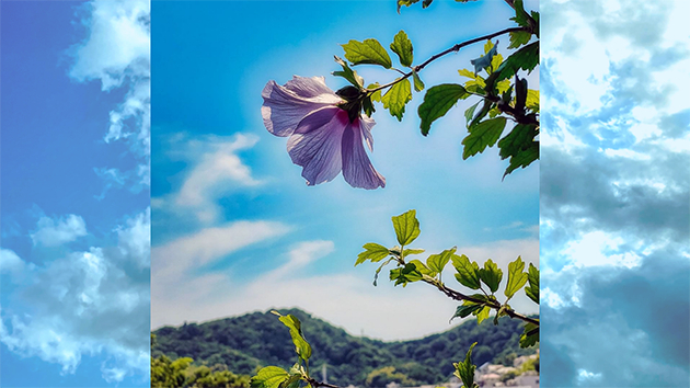 空と山と花の夏景色 プレゼンマン Coconalaブログ