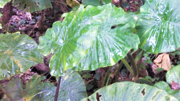 気になる明日の画像おみくじ１（１から３で選んでね）