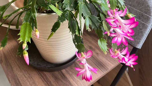 造花の花２〜作られた日の出