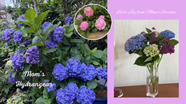 実家の庭に咲く紫陽花と、あたたかい思い出