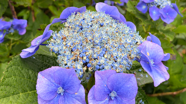 6月は紫陽花を見に鴨川に行きました