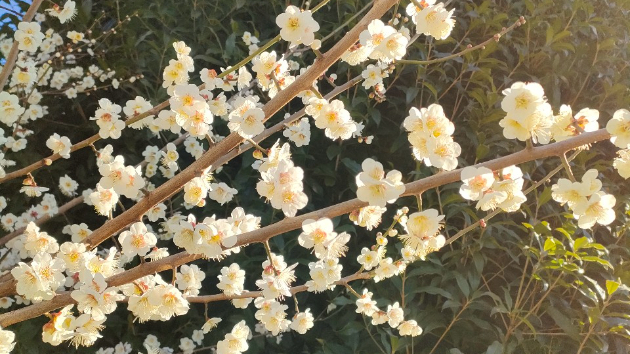 おすすめ！平和の瞑想