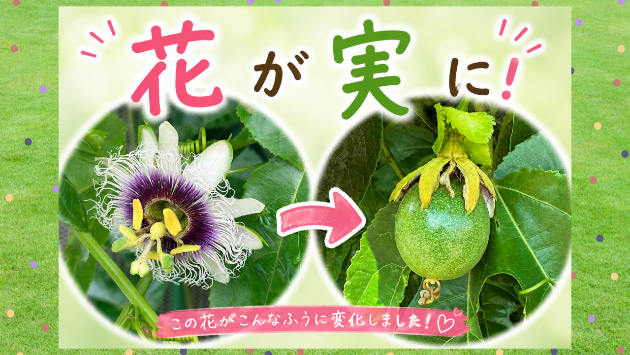 ♡続々々・パッションフルーツ♡