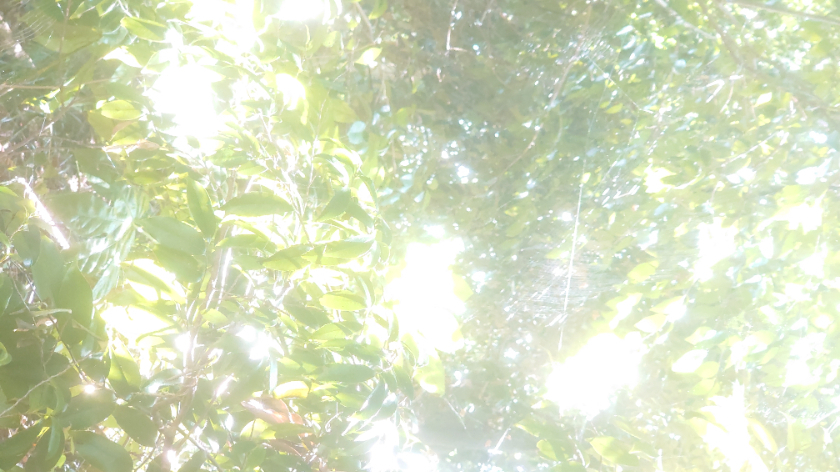 ８月のスケジュールのお知らせ。