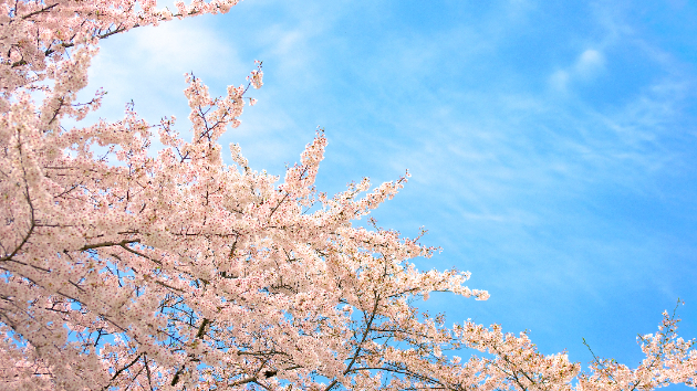 7月29日の風～ココナラ☆瀬織津姫様の桜・雲・宇宙便り第136号