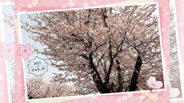 お店の前の桜満開😊🌸😸2021.3.29