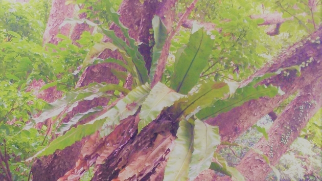 お届けするのは＊世界でただ１つのあなただけの水晶に映る幸せビジョン＊〇＊