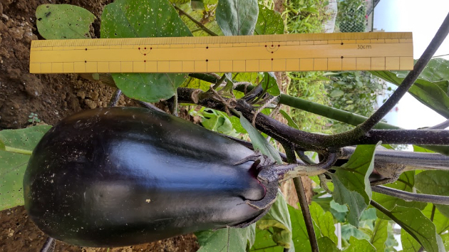 ナス太 imgrc0083809433.jpg