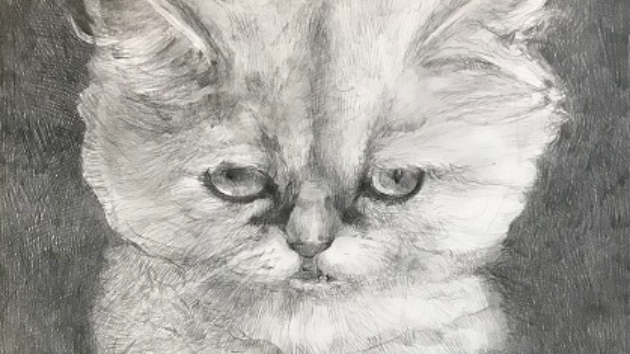 鉛筆画「個性的な白猫」｜山ノ上 嘉治｜coconalaブログ