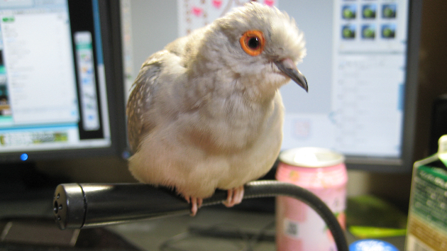 ソシャゲに課金するよりも