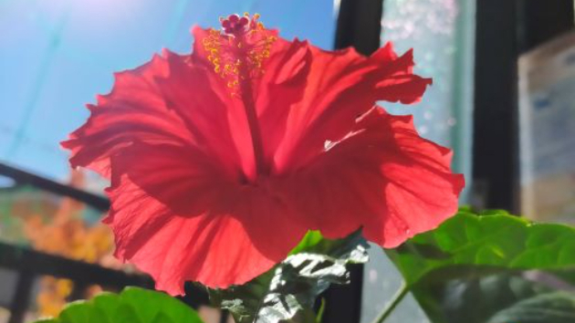 即日可 ハイビスカス 8の場合 人気グッズや最新グッズがいっぱい Portal Terrabrasilis Com Br