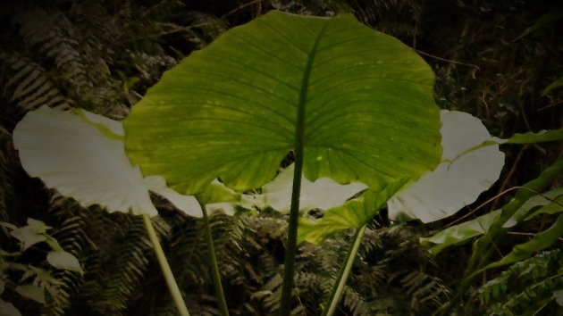 紅きにあかく染まり、白に白く染まる