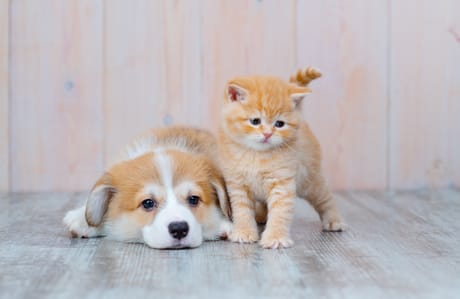 ペットの悩み・飼い方の相談
